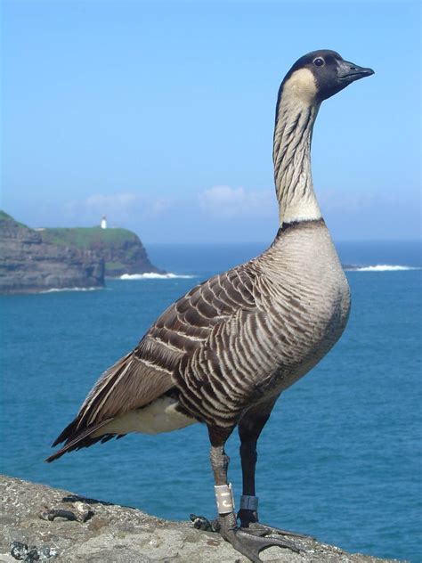hawaii state bird nene goose